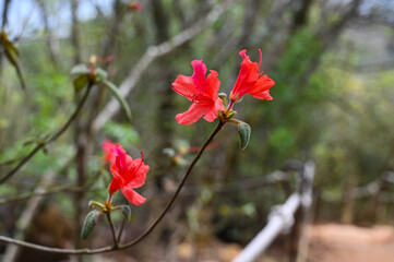 Rhododendron (Azalea) flower close up