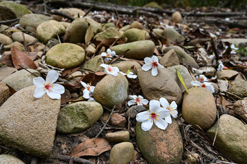 Vernicia fordii (Tung oil flower)