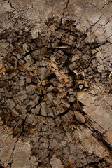 Old rotten stump in cross section. Background, texture.