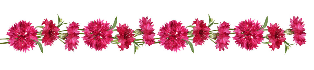 Red knapweed flowers in a line floral arrangement isolated on white or transparent background - obrazy, fototapety, plakaty