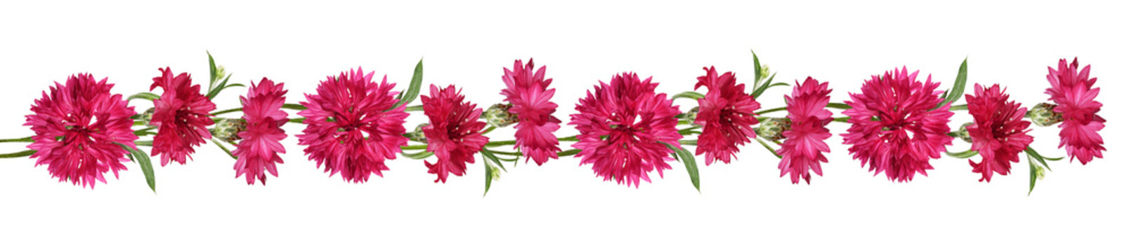 Red knapweed flowers in a line floral arrangement isolated on white or transparent background