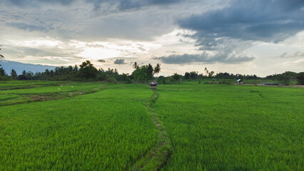 Fototapeta na wymiar High angle view of rice field.