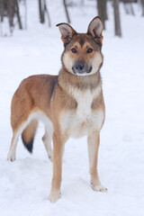 red hunter dog full body photo on snowy white background