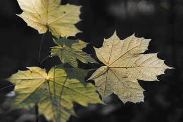 Ahorn Blätter im Sonnenlicht
