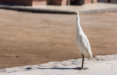 baby white egret standing on a path from a resort and looks directly into the camera