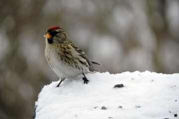 A portrait of a female common redpoll with a bright red patch on its forehead standing in snow, blurred background