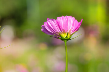 Beautiful single purple cosmos flower with sunlight in the garden