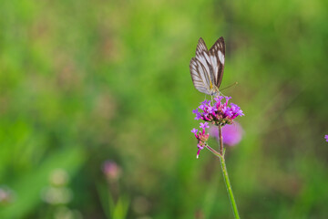 Beautiful purple wildflower with a black and white monach butterfly in nature