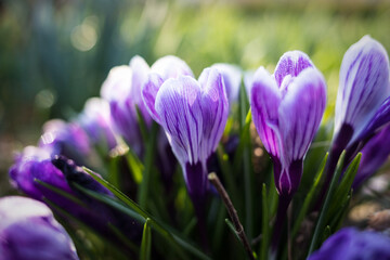 Blooming purple crocus (Crocus vernus, spring crocus) in the spring flower bed. Spring colors with soft blurry background