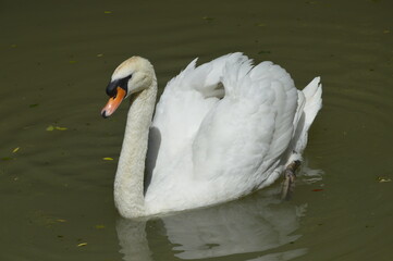 farm, animal, brown, cows, nature, rural, animals, white, green