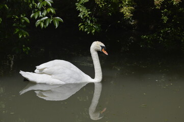 farm, animal, brown, cows, nature, rural, animals, white, green