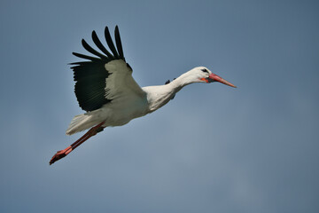 Close up of a stork in flight