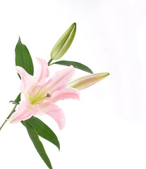 ゆり　白バック　　スタジオ撮影