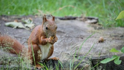 squirrel