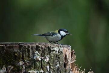 北海道に生息の可愛い野鳥、シジュウカラ