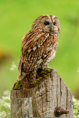 Close up portrait of a tawny owl perched on an old, weathered gate post and facing right.  Clean, green background.  Scientific name: Strix aluco.  Vertical.  Space for copy.