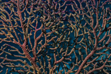 corals climate warming underwater background ocean problem