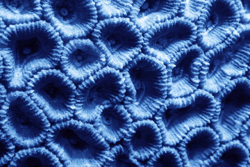 coral texture underwater background reef abstract sea