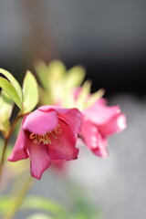 クリスマスローズ