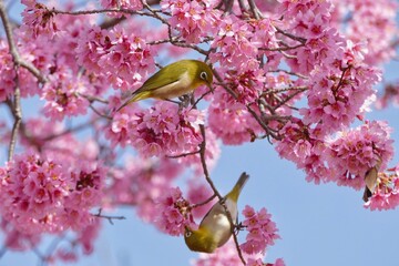 cherry blossom and green birds
