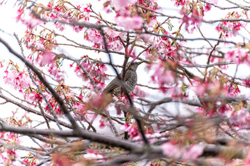 桜とヒヨドリ