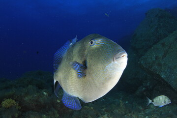 Triggerfish browses in its marine habitat while looking at us out of the corner of its eye.