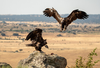 rapaces en la sierra abulense
