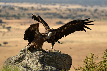 rapaces en la sierra abulense