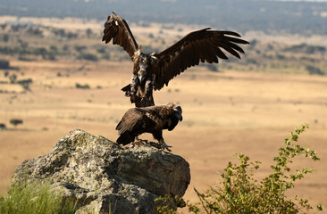 rapaces en la sierra abulense