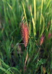 closeup of golden red compact brome grass in Central Park of San Ramon, California