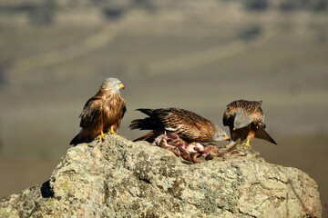rapaces en la sierra abulense