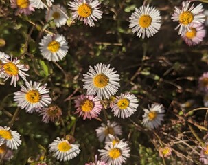 field of daisies in Central Park of San Ramon, California
