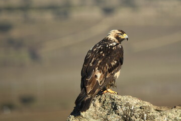 rapaces en la sierra abulense