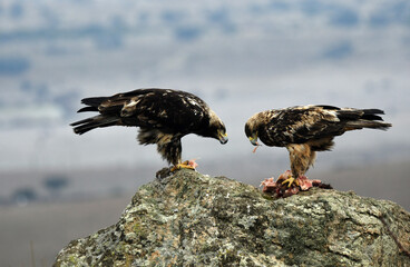 rapaces en la sierra abulense