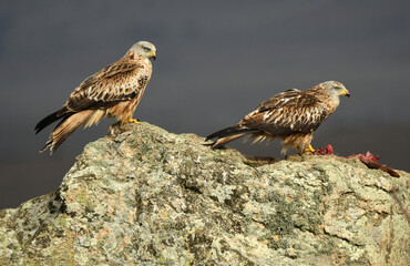 rapaces en la sierra abulense