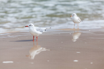 Seagull in the natural environment on the Baltic Sea.