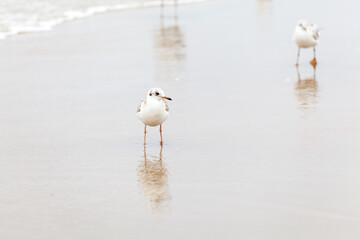 Seagull in the natural environment on the Baltic Sea.