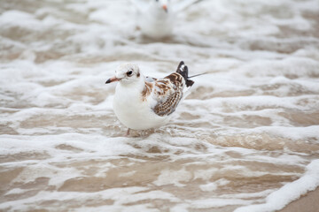 Seagull in the natural environment on the Baltic Sea.