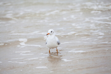 Seagull in the natural environment on the Baltic Sea.