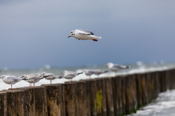 Seagull in the natural environment on the Baltic Sea.