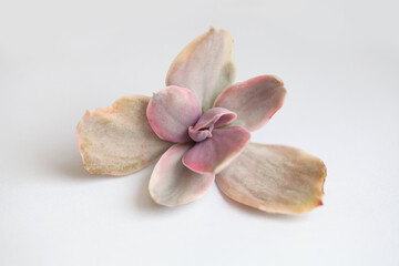 Echeveria golden state variegated rosette flower on white. Succulent plant bright elegant evergreen small closeup colorful dry spring flower