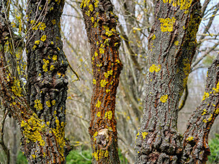 Yellow blooming fungus and lichen on tree bark in close-up