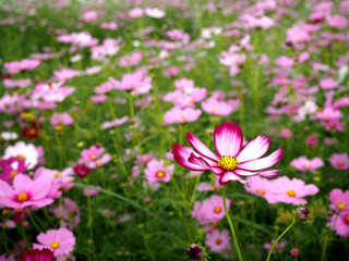 Fototapeta premium Blooming pink cosmos flower in the garden