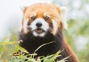 レッサーパンダ