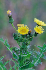 黄色いオニノゲシの花
