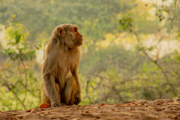 baboon sitting on the rock