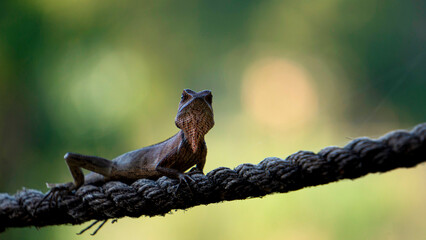 Male chameleon in the tropics. Lie on the rope and move your head back and forth. Backgrund of...
