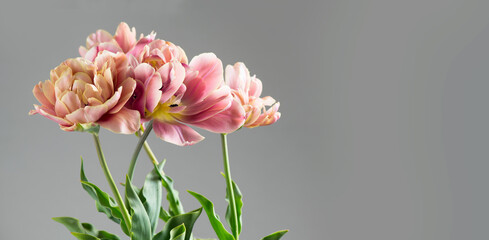 Fototapeta na wymiar Tulip bouquet, tulips spring flowers close up, blooming pastel pink tulips Easter background, bunch on grey background. Beautiful Spring flowers blooming, beauty flower. Watercolor Belle Epoque tulips