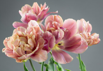 Tulip bouquet, tulips spring flowers close up, blooming pastel pink tulips Easter background, bunch. Beautiful Spring flowers blooming, beauty flower. Watercolor Belle Epoque tulips over grey 
