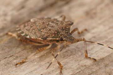 Closeup on an adult Asian brown mediterranean pentatomid shieldbug, Halyomorpha halys a pest to agriculture